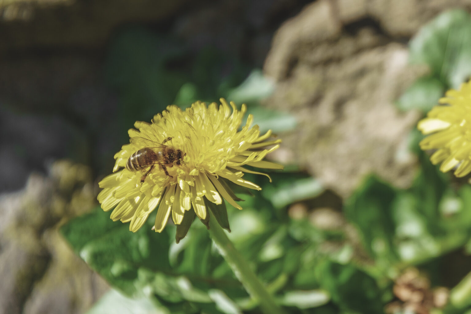 Nahaufnahme einer Honigbiene auf einer gelben Löwenzahnblüte vor unscharfem Grün