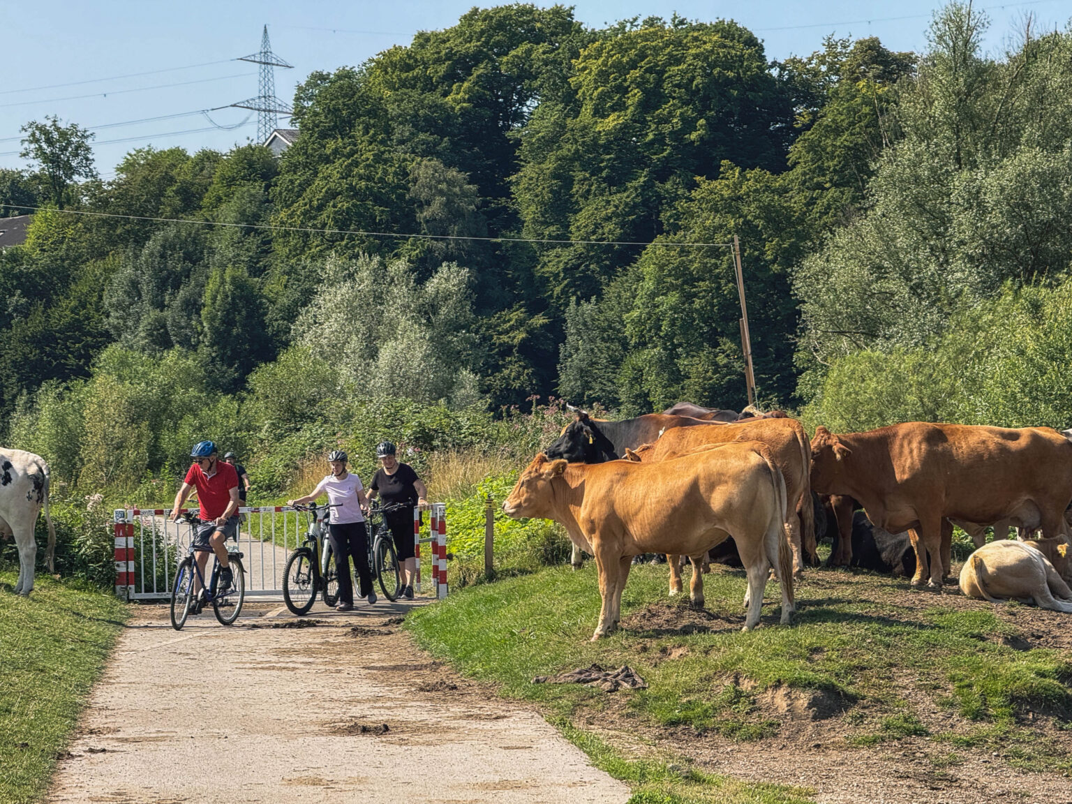 Radfahrer an einer Schranke neben einer Rinderherde am Wegrand im Grünen