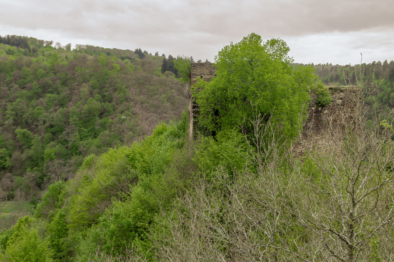 Eine Ruinenmauer der Burg Eltz, versteckt im dichten Wald.