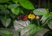 Ein rot-schwarzer Schmetterling sitzt auf einer gelben Blume.