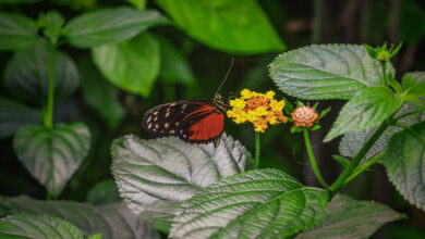 Ein rot-schwarzer Schmetterling sitzt auf einer gelben Blume.
