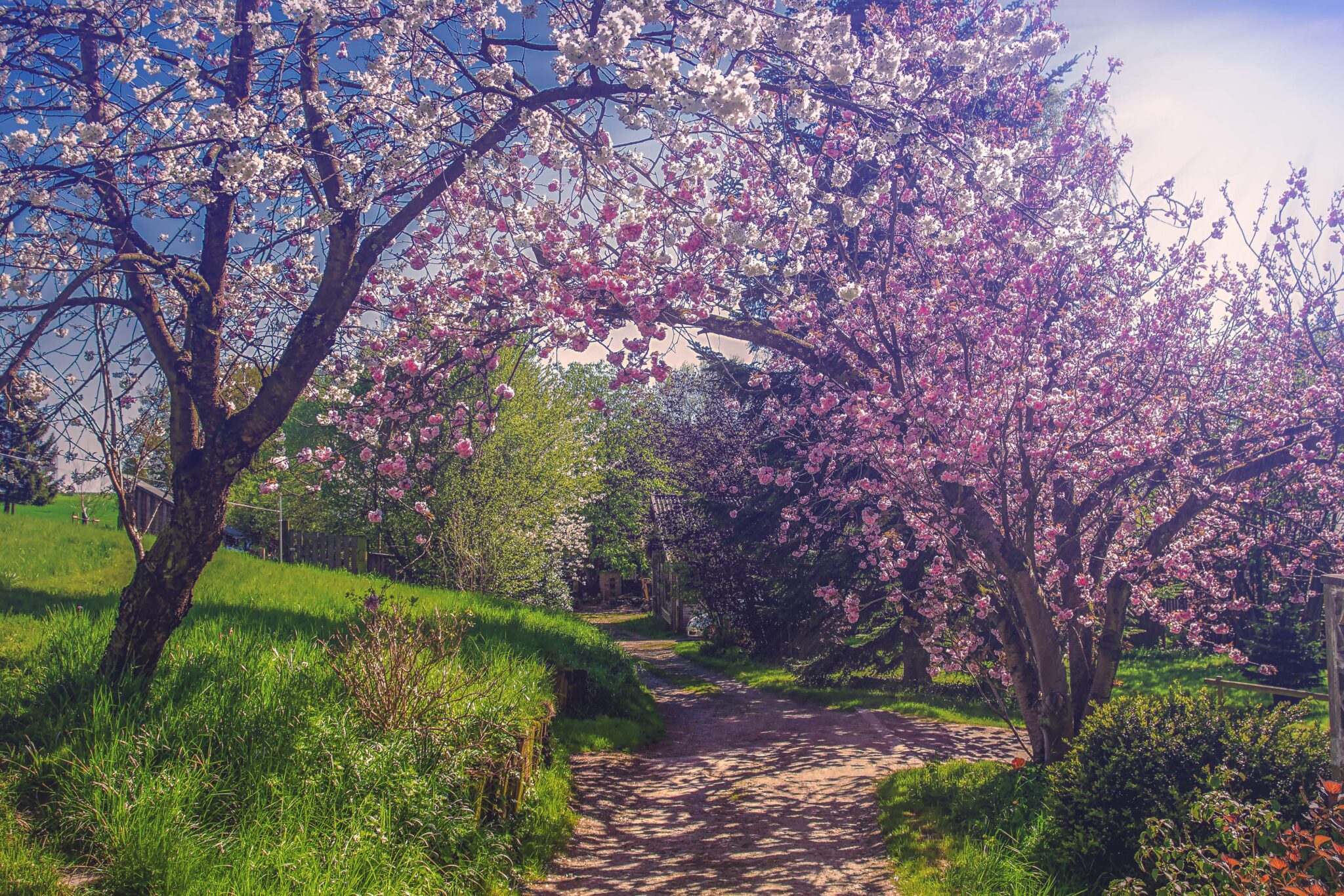 Blühende Kirschbäume säumen einen idyllischen Weg in Mettmann.