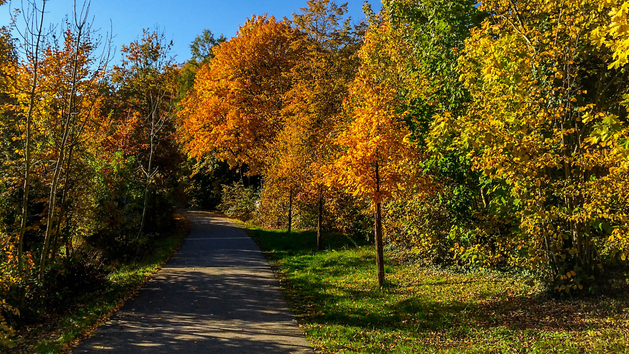 Sonniger Radweg durch den farbenprächtigen Herbstwald.