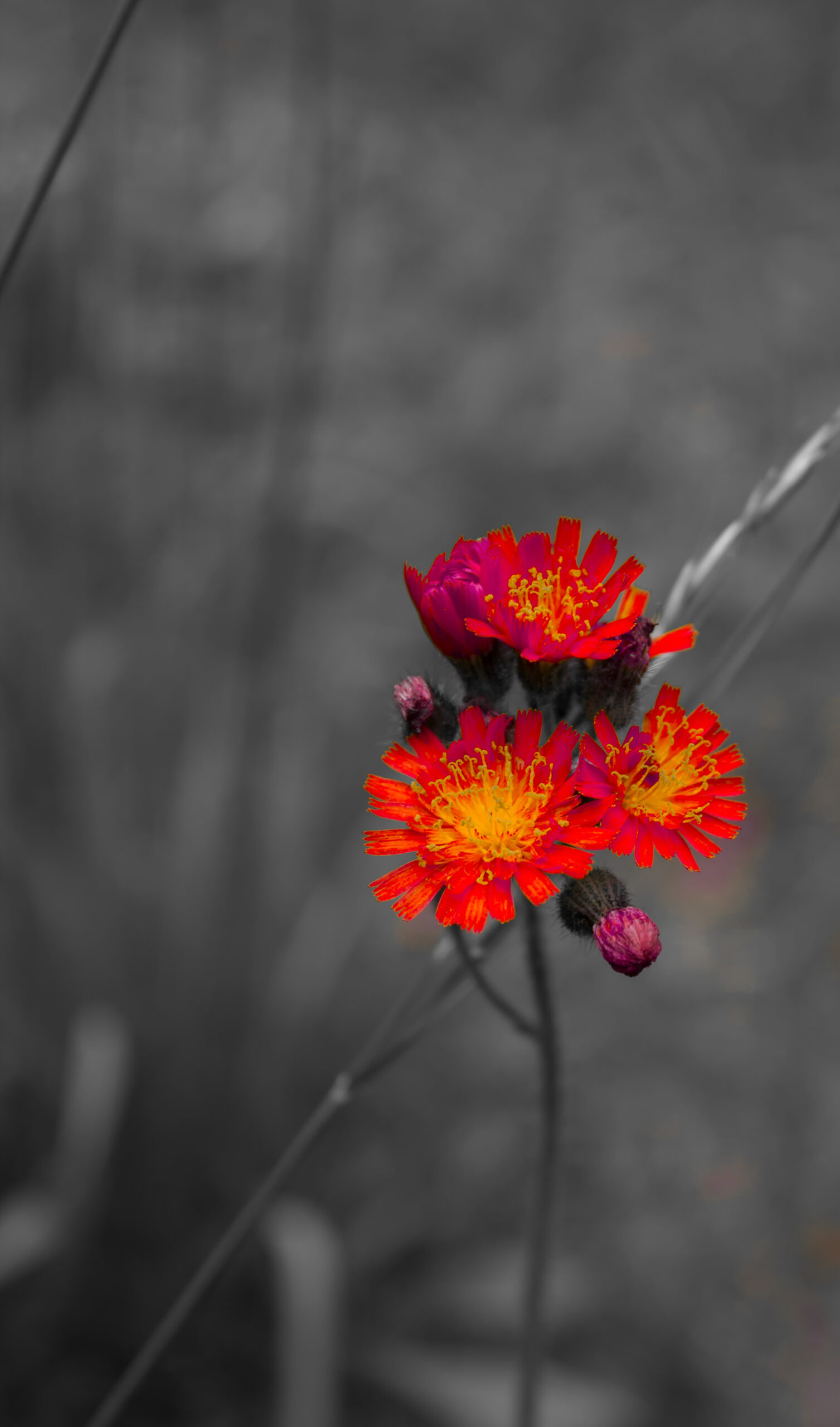 Leuchtende rote Blüten als Farbtupfer vor grauem Hintergrund.