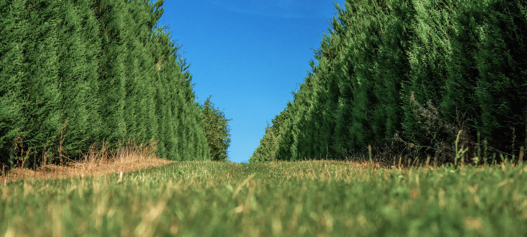 Grüne Baumallee in einer Baumschule unter blauem Himmel.